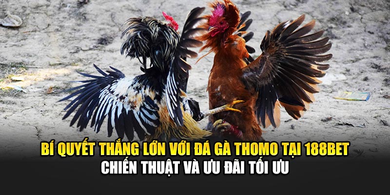 Bí quyết thắng lớn với đá gà Thomo tại 188Bet - Chiến thuật và ưu đãi tối ưu
