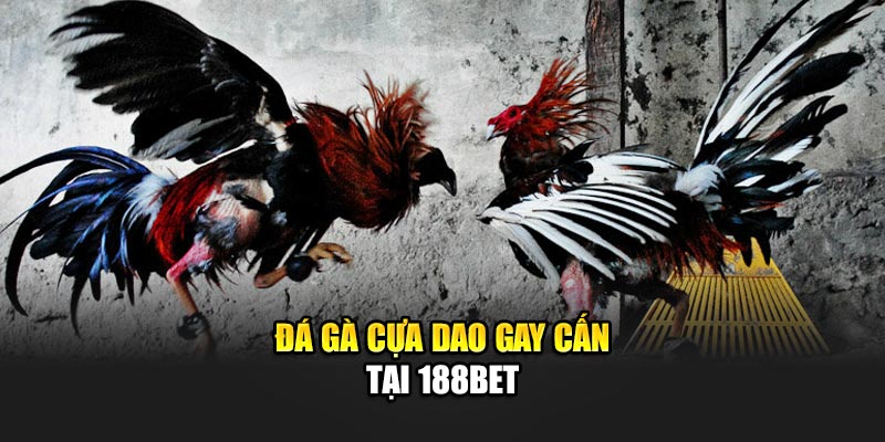 Đá Gà Cựa Dao - Tham Gia Hấp Dẫn Qua Nền Tảng 188Bet 1 Đá gà cựa dao gay cấn tại 188Bet
