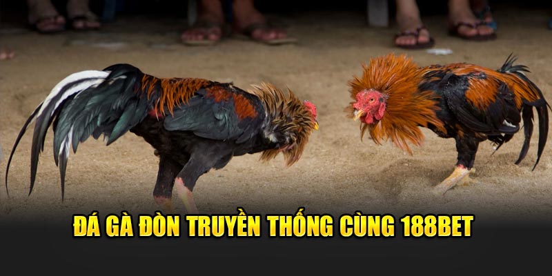 Đá gà đòn truyền thống cùng 188Bet