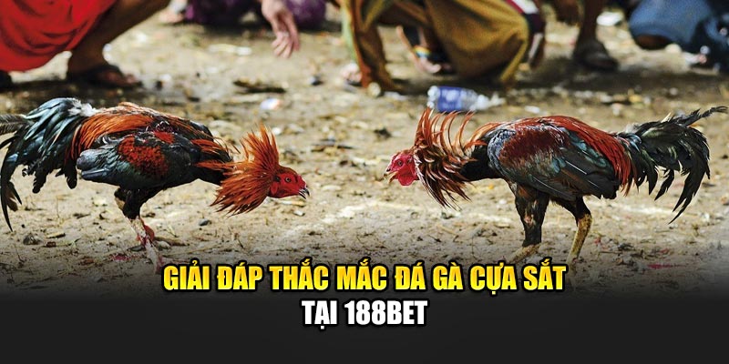 Giải đáp thắc mắc đá gà cựa sắt tại 188Bet