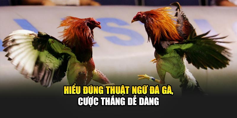 Hiểu đúng thuật ngữ đá gà, cược thắng dễ dàng