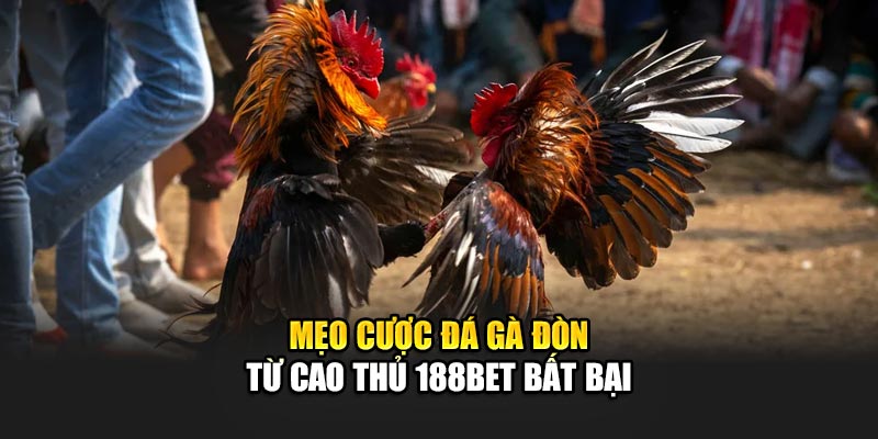 Mẹo cược đá gà đòn từ cao thủ 188Bet bất bại