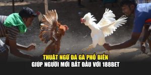 Thuật Ngữ Đá Gà Phổ Biến Giúp Người Mới Bắt Đầu Với 188Bet