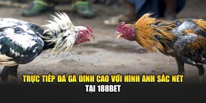 Trực Tiếp Đá Gà Đỉnh Cao Với Hình Ảnh Sắc Nét Tại 188Bet